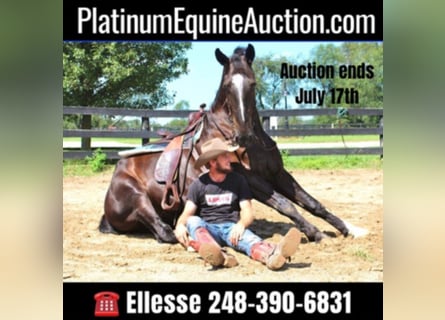 Tennessee walking horse, Gelding, 6 years, 14,2 hh, Roan-Blue