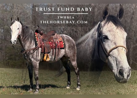 Tennessee walking horse, Gelding, 6 years, 15.2 hh