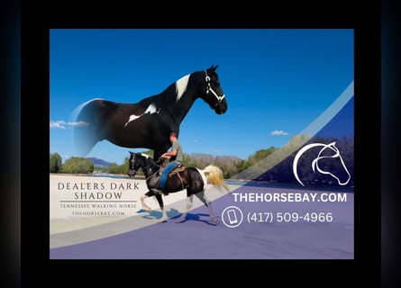 Tennessee walking horse, Gelding, 6 years, 15.3 hh, Tobiano-all-colors