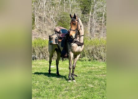 Tennessee walking horse, Gelding, 6 years, 15 hh, Bay