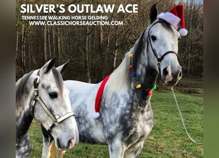 Tennessee walking horse, Gelding, 6 years, 15 hh, Gray