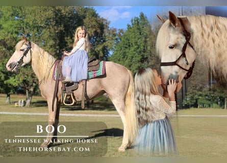 Tennessee walking horse, Gelding, 6 years, 15 hh, Roan-Red