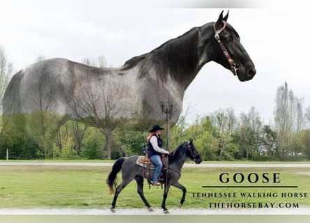 Tennessee walking horse, Gelding, 6 years, 15,2 hh, Roan-Blue