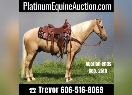 Tennessee walking horse to buy and sell | Horse ehorses.de