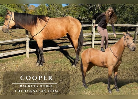 Tennessee walking horse, Gelding, 6 years