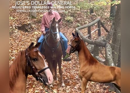 Tennessee walking horse, Gelding, 7 years, 14 hh, Chestnut