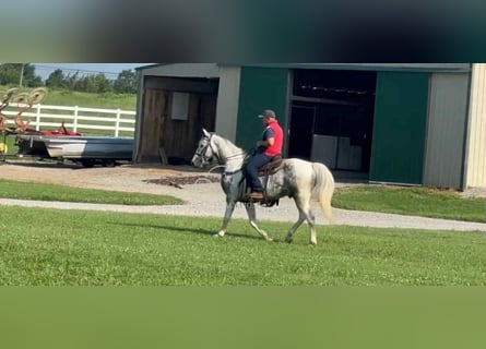 Tennessee walking horse, Gelding, 7 years, 15 hh, Gray