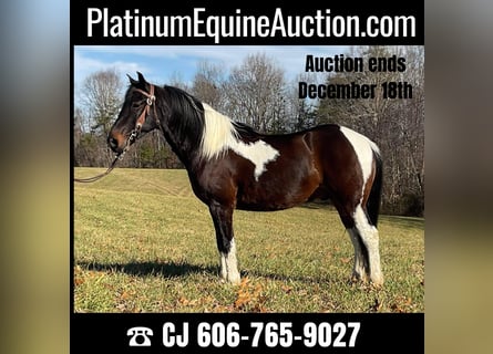 Tennessee walking horse, Gelding, 7 years, 15 hh, Tobiano-all-colors