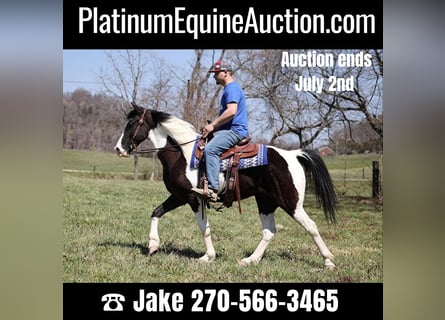 Tennessee walking horse, Gelding, 7 years, 15 hh, Tobiano-all-colors
