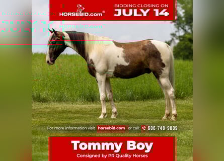 Tennessee walking horse, Gelding, 7 years, 15,1 hh, Pinto