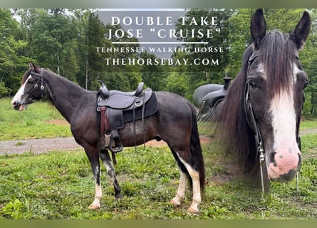 Tennessee walking horse, Gelding, 7 years, 16 hh, Smoky-Black