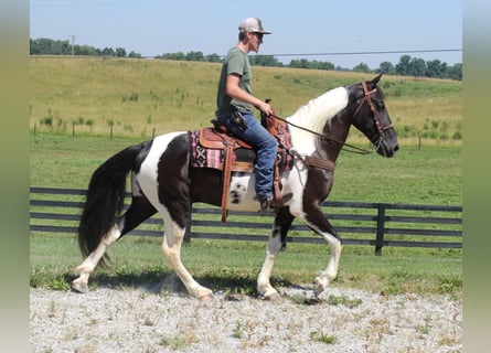 Tennessee walking horse, Gelding, 7 years, Tobiano-all-colors