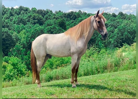 Tennessee walking horse, Gelding, 8 years, 14 hh, Sorrel