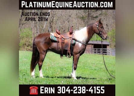 Tennessee walking horse, Gelding, 8 years, 14,3 hh, Tobiano-all-colors