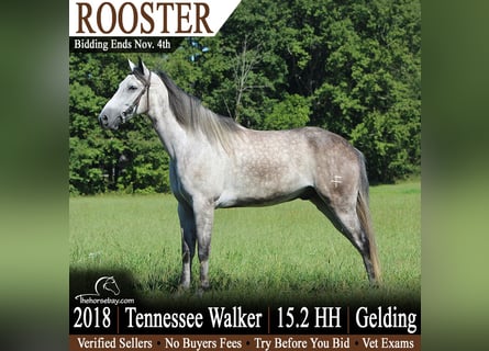 Tennessee walking horse, Gelding, 8 years, 15.1 hh, Grey-Dapple