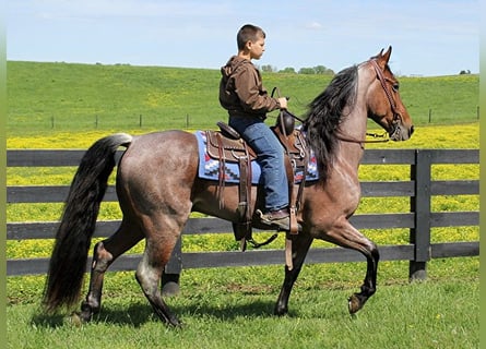 Tennessee walking horse, Gelding, 8 years, 15 hh, Bay