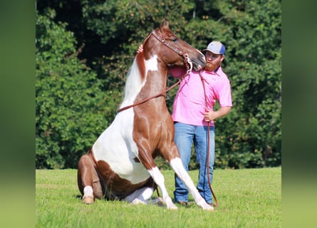 Tennessee walking horse, Gelding, 8 years, 15 hh, Tobiano-all-colors