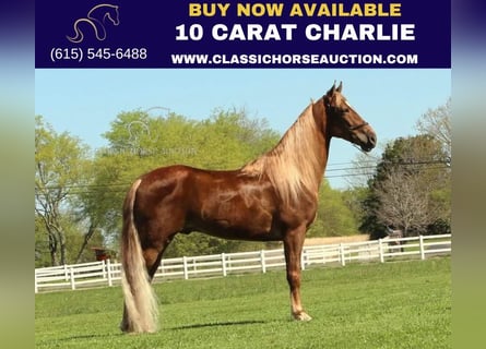 Tennessee walking horse, Gelding, 8 years, 16 hh, Chestnut