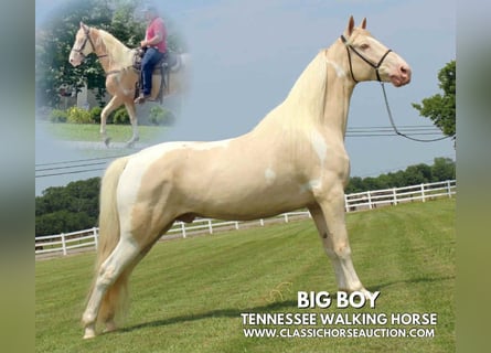 Tennessee walking horse, Gelding, 8 years, 16 hh, Palomino