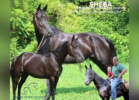 Tennessee walking horse, Gelding, 9 years, 14 hh, Black