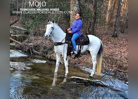 Tennessee Walking Horse, Wallach, 9 Jahre, 14 hh, Schimmel