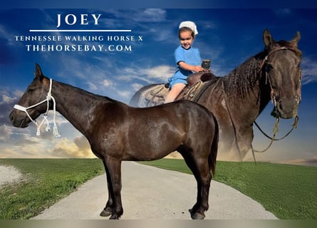 Tennessee walking horse Mix, Gelding, 9 years, 15 hh, Bay