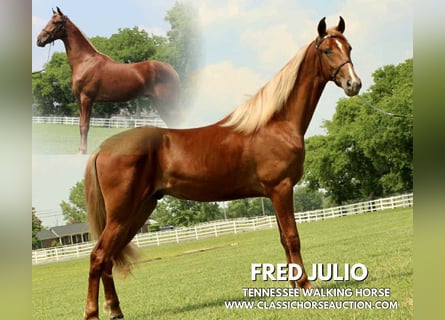 Tennessee walking horse, Gelding, 9 years, 15 hh, Sorrel
