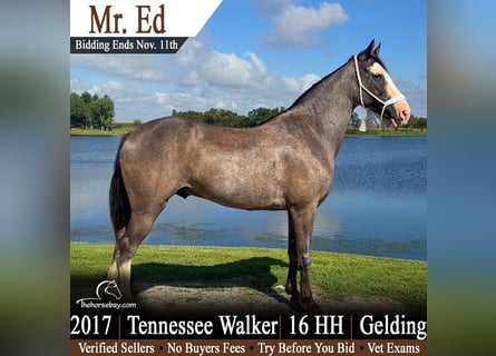 Tennessee walking horse, Gelding, 9 years, 16 hh, Sabino