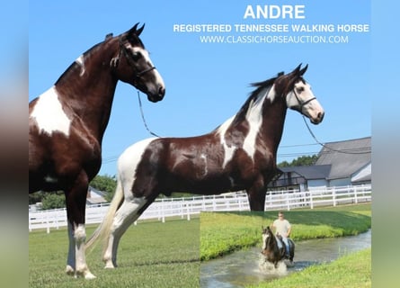 Tennessee walking horse, Gelding, 9 years, 17 hh, Tobiano-all-colors