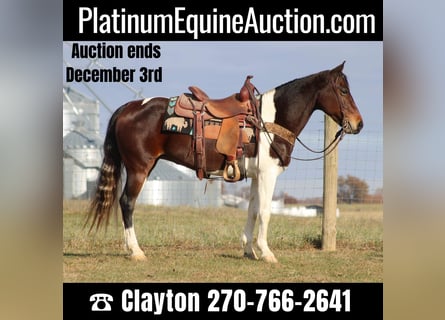 Tennessee walking horse, Gelding, 9 years, Bay