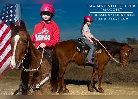 Tennessee Walking Horse, Giumenta, 10 Anni, 152 cm, Sauro ciliegia