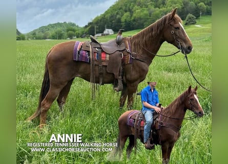 Tennessee Walking Horse, Giumenta, 12 Anni, 142 cm, Sauro ciliegia