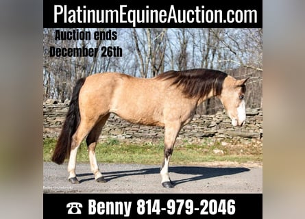 Tennessee Walking Horse, Giumenta, 14 Anni, 145 cm, Pelle di daino