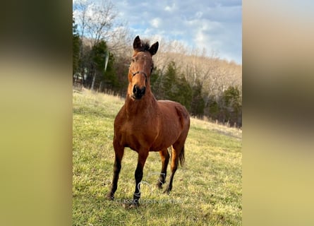 Tennessee Walking Horse, Giumenta, 15 Anni, 152 cm