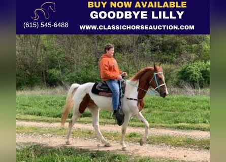 Tennessee Walking Horse, Giumenta, 5 Anni, 152 cm, Sauro ciliegia