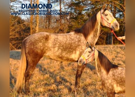 Tennessee Walking Horse, Giumenta, 9 Anni, 152 cm, Baio ciliegia