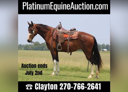 Tennessee Walking Horse, Giumenta, 9 Anni, 155 cm, Baio ciliegia