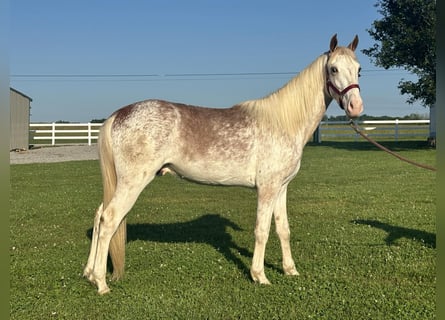 Tennessee Walking Horse, Hengst, 3 Jahre, 142 cm, Rotfuchs