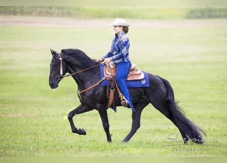 Tennessee Walking Horse, Hengst, 9 Jahre, 163 cm, Rappe