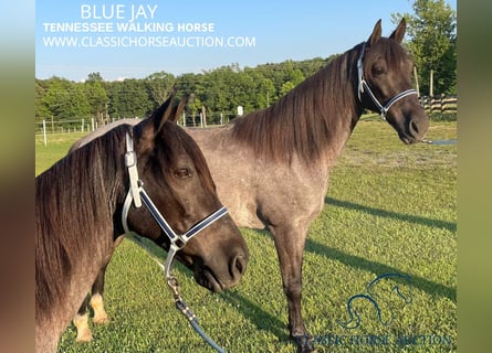 Tennessee walking horse, Hongre, 10 Ans, 142 cm, Rouan Bleu