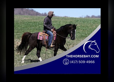 Tennessee walking horse, Hongre, 10 Ans, 147 cm, Noir