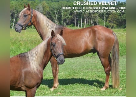 Tennessee walking horse, Hongre, 10 Ans, 152 cm, Alezan brûlé