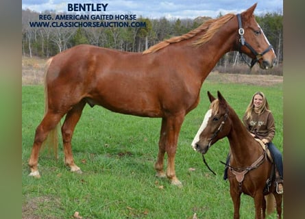 Tennessee walking horse, Hongre, 10 Ans, 152 cm, Alezan cuivré