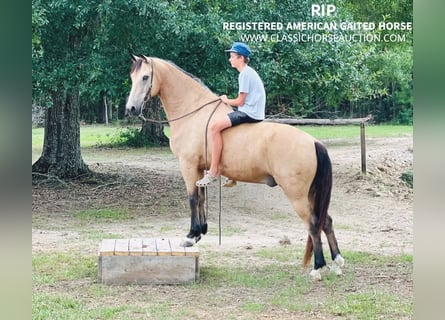 Tennessee walking horse, Hongre, 10 Ans, 152 cm, Buckskin