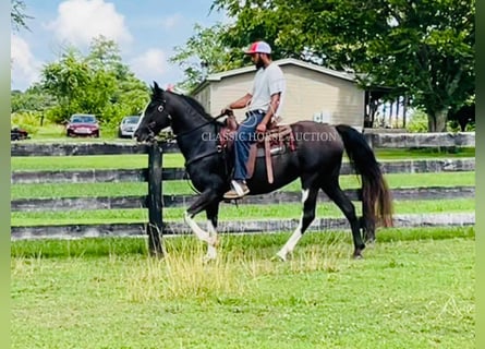 Tennessee walking horse, Hongre, 10 Ans, 152 cm, Noir