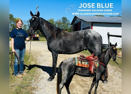 Tennessee walking horse, Hongre, 10 Ans, 152 cm, Rouan Bleu