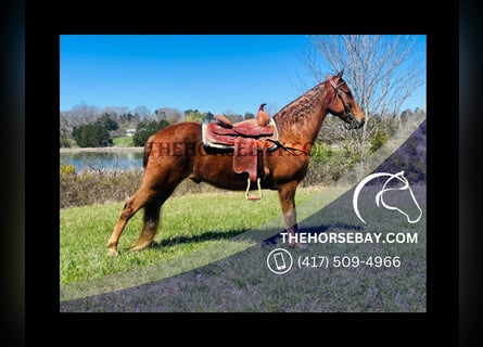 Tennessee walking horse, Hongre, 10 Ans, Alezan cuivré