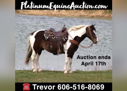 Tennessee walking horse, Hongre, 10 Ans, Tobiano-toutes couleurs