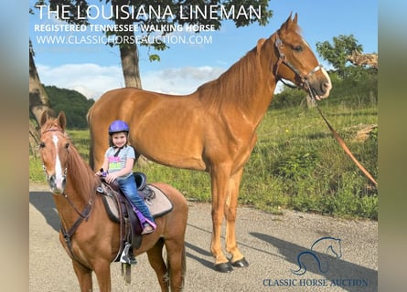 Tennessee walking horse, Hongre, 11 Ans, 152 cm, Alezan cuivré