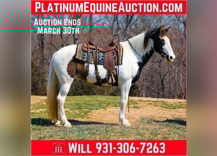 Tennessee walking horse, Hongre, 11 Ans, 157 cm, Tobiano-toutes couleurs